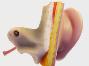 ear structure anatomy section 3D Model