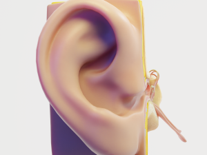 ear structure anatomy section 3D Model