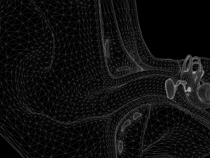 ear structure anatomy section 3D Model