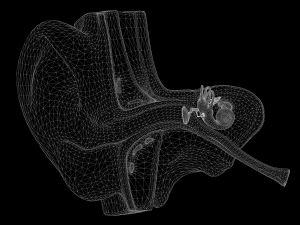 ear structure anatomy section 3D Model