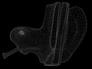 ear structure anatomy section 3D Model
