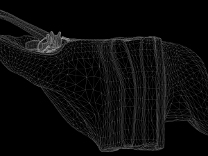 ear structure anatomy section 3D Model