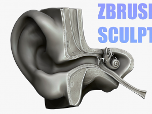 ear structure anatomy section 3D Model