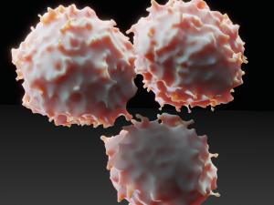 lymphocyte Model 3D