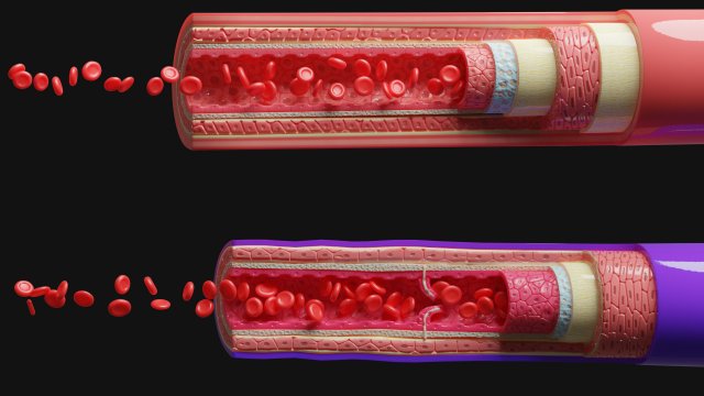 blood vessels anatomy 4k 3D Модель .c4d .max .obj .3ds .fbx .stl .blend 