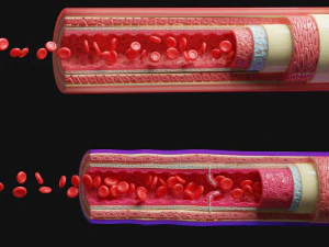 анатомия кровеносных сосудов 4k 3D Модель