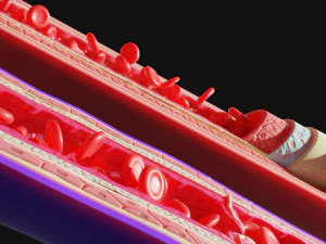 Anatomia dei vasi sanguigni 4k Modello 3D