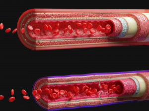 blood vessels anatomy 4k 3D Модель