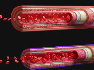 Anatomia dei vasi sanguigni 4k Modello 3D