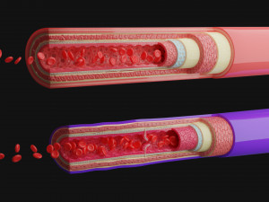 blood vessels anatomy 4k 3D Модель