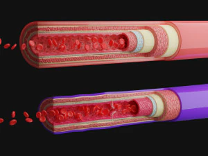Anatomia dei vasi sanguigni 4k Modello 3D