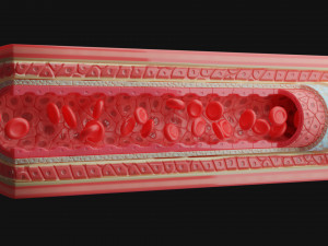 blood vessels anatomy 4k 3D Модель