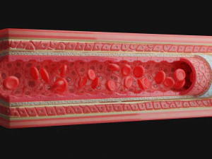 Anatomia dei vasi sanguigni 4k Modello 3D