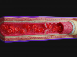 blood vessels anatomy 4k 3D Модель