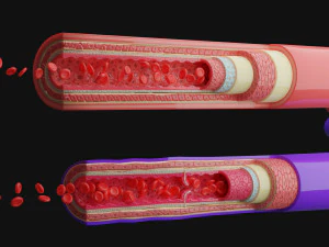 Anatomia dei vasi sanguigni 4k Modello 3D