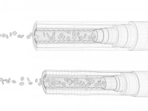 Anatomia dei vasi sanguigni 4k Modello 3D
