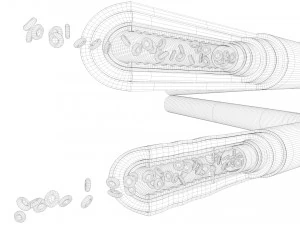 Anatomia dei vasi sanguigni 4k Modello 3D
