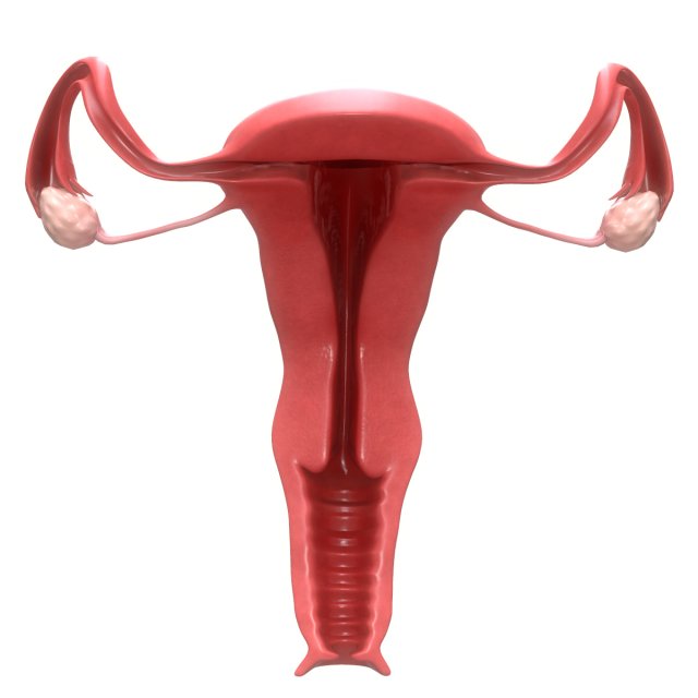 female reproductive system section 3D Модель .c4d .max .obj .3ds .fbx .stl .blend 
