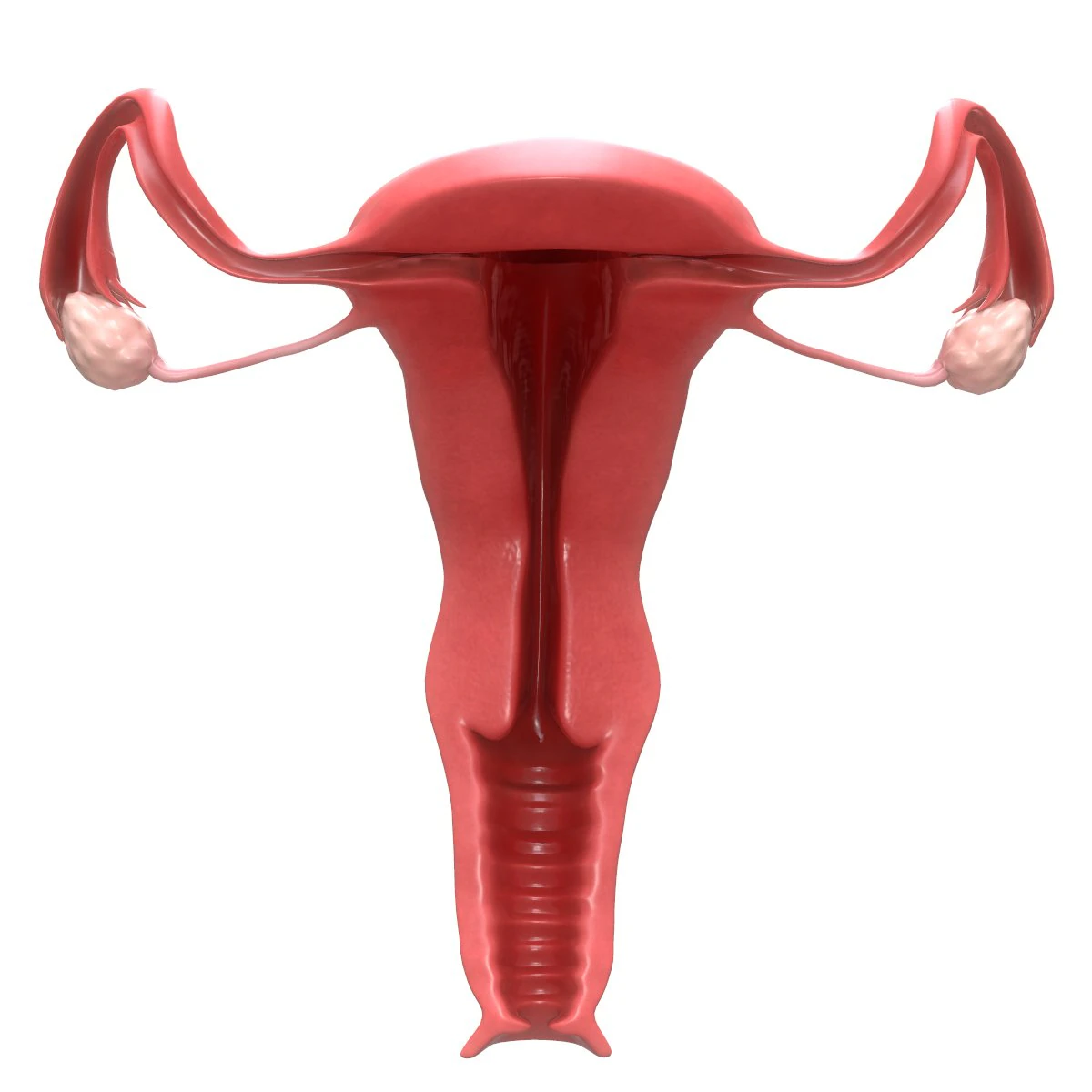 female reproductive system section 3D Model .c4d .max .obj .3ds .fbx .stl .blend