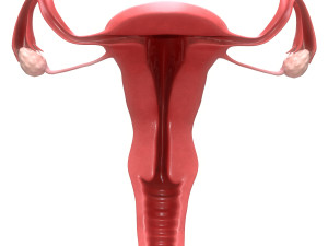 female reproductive system section 3D Model