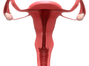 female reproductive system section Model 3D