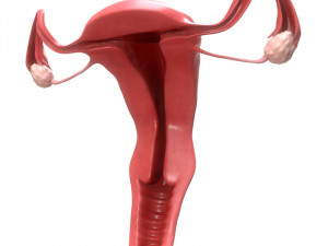 female reproductive system section 3D Модель