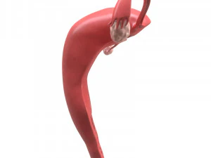 female reproductive system section 3D Model