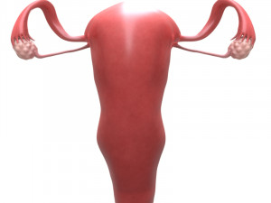 female reproductive system section 3D Модель