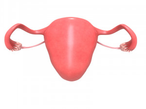 female reproductive system section 3D Модель