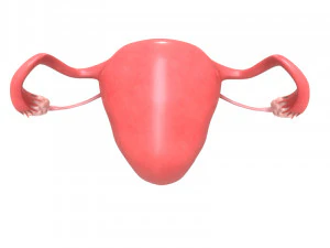 female reproductive system section 3D Model