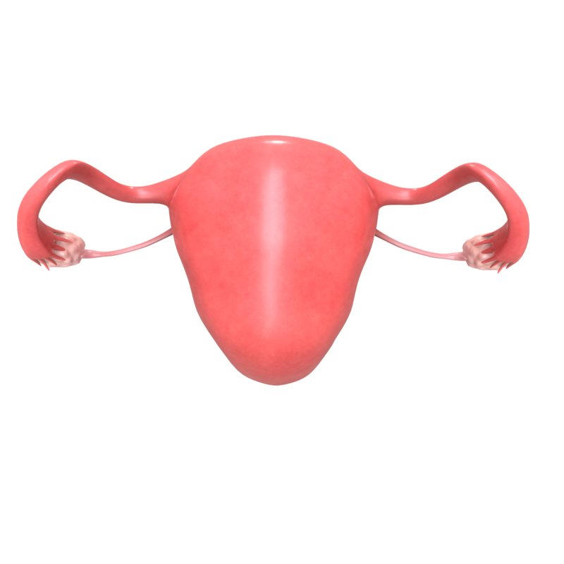 Female Reproductive System Section 3d Model In Anatomy 3dexport