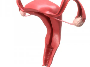 female reproductive system section 3D Model