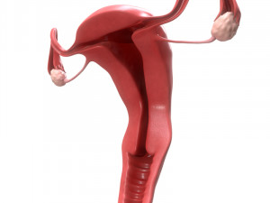 female reproductive system section 3D Модель