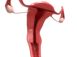 female reproductive system section 3D Model
