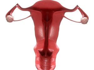female reproductive system section 3D Model