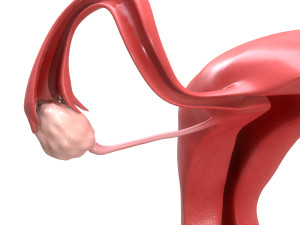female reproductive system section 3D Модель