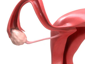 female reproductive system section 3D Model