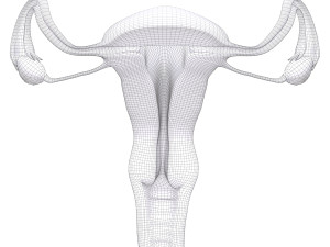 female reproductive system section 3D Модель