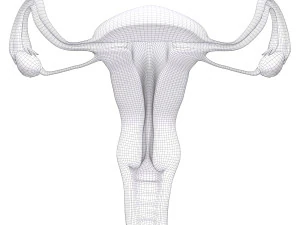 female reproductive system section 3D Model