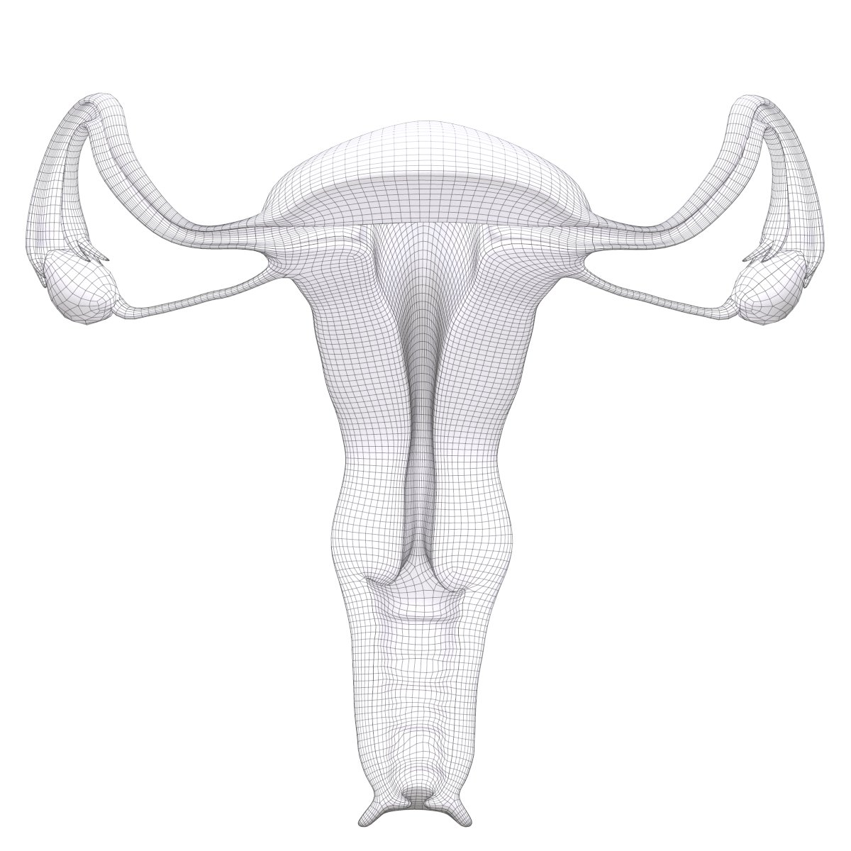 Female Reproductive System Section Modèles 3d In Anatomie 3dexport 6040