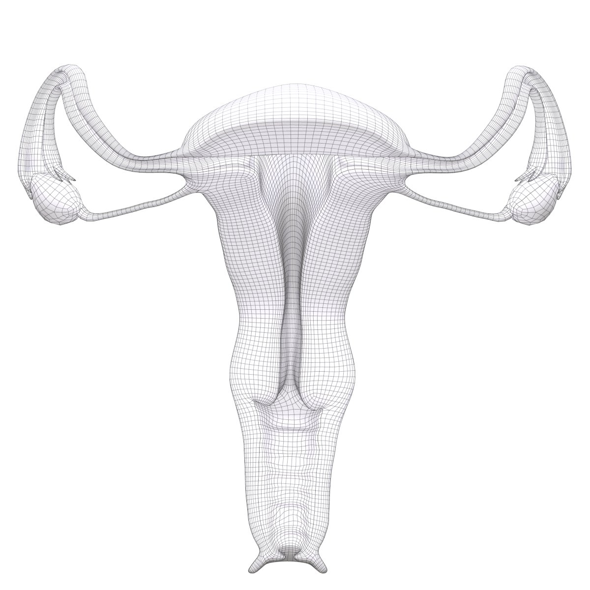 Female Reproductive System Section 3d Model In Anatomy 3dexport