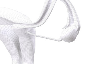 female reproductive system section 3D Модель