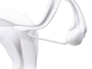 female reproductive system section 3D Model