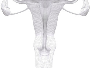 female reproductive system section 3D Модель