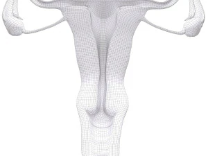 female reproductive system section 3D Model