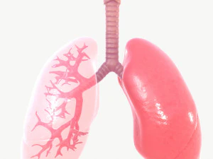 sistema respirat&oacute;rio Modelo 3D