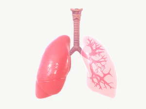 respiratory system 3D Model