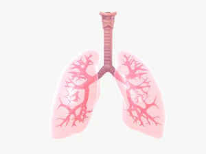 respiratory system 3D Model