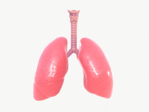 respiratory system 3D Модель