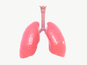 respiratory system 3D Model